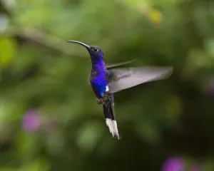 A male Violet Sabrewing Hummingbird, photographed with a combination of ambient light A male Violet Sabrewing Hummingbird, photographed with a combination of ambient light