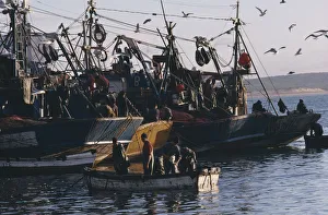 MOROCCO Essaouira Fishing boats and seagulls in port MOROCCO Essaouira Fishing boats and seagulls in port