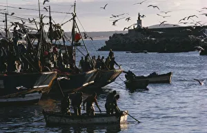 MOROCCO Essaouira Seagulls circling above fishing boats in fortified harbour MOROCCO Essaouira Seagulls circling above fishing boats in fortified harbour