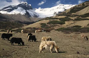 NEPAL, Annapurna Circuit Yaks grazing below the snow covered peak of Kang La Pass NEPAL, Annapurna Circuit Yaks grazing below the snow covered peak of Kang La Pass