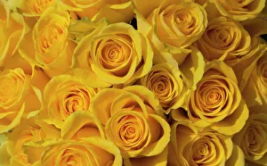 Rose, Rosa, Close up of a bunch of yellow coloured flowers Rose, Rosa, Close up of a bunch of yellow coloured flowers