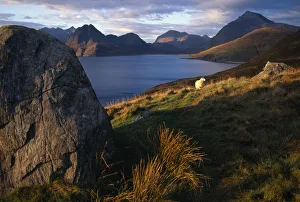 SCOTLAND Isle of Skye Cullin Hills Single sheep beside granite boulder overlooking SCOTLAND Isle of Skye Cullin Hills Single sheep beside granite boulder overlooking