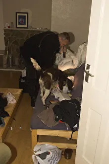 Springer Spaniel sniffer dog with handler used in search of residential home during drugs bust Springer Spaniel sniffer dog with handler used in search of residential home during drugs bust