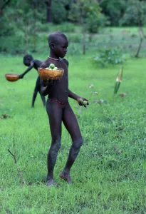Sudan, General, Dinka children collecting shea butter fruit Sudan, General, Dinka children collecting shea butter fruit