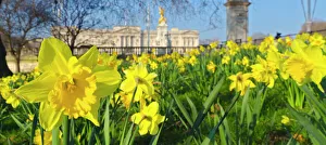Buckingham Palace with Daffodils in Spring Buckingham Palace with Daffodils in Spring