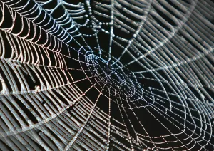 Prints of A spider-web in the Kosovo village of Acareva, 55 kilometres (33 miles) west of Kosovos capital Pristina, October 24, 2006. REUTERS/Hazir Reka (SERBIA). Also see image: GM1DVAZTUSa - GM1DTUDMVUa Kosovo Prints: A spider-web in a Kosovo village print