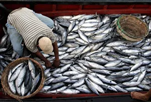 An Acehnese fisherman sorts through his catch in Banda Aceh An Acehnese fisherman sorts through his catch in Banda Aceh