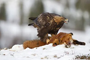 Adult golden eagle feeds on red fox in region of Flatanger in north-western Norway Adult golden eagle feeds on red fox in region of Flatanger in north-western Norway