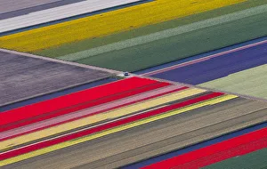 Aerial view of flower fields near the Keukenhof park, also known as the Garden of Aerial view of flower fields near the Keukenhof park, also known as the Garden of