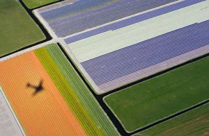 Aerial view of flower fields near the Keukenhof park, also known as the Garden of Aerial view of flower fields near the Keukenhof park, also known as the Garden of