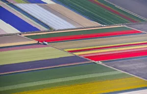Netherlands Collection: Aerial view of flower fields near the Keukenhof park, also known as the Garden of