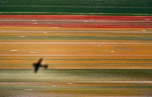 Aerial view of flower fields near the Keukenhof Park in Lisse Aerial view of flower fields near the Keukenhof Park in Lisse
