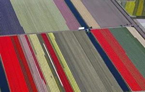 An aerial view of flower fields is seen near the Keukenhof park, also known as the An aerial view of flower fields is seen near the Keukenhof park, also known as the
