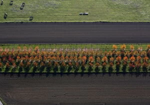 Germany Collection: An aerial view shows a field with deciduous trees on a sunny autumn day in Recklinghausen