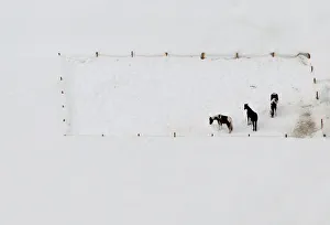 An aerial view shows horses standing on a snow covered meadow near Davos An aerial view shows horses standing on a snow covered meadow near Davos