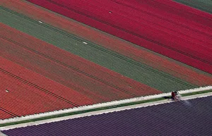 An aerial view of tulip fields near the city of Creil An aerial view of tulip fields near the city of Creil
