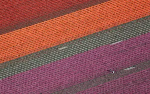 An aerial view of tulip fields near the city of Creil An aerial view of tulip fields near the city of Creil