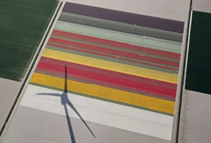An aerial view of tulip fields near the city of Creil An aerial view of tulip fields near the city of Creil