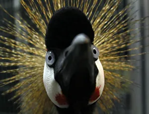 An African Crowned Crane found wandering the streets of Encinitas, California is shown An African Crowned Crane found wandering the streets of Encinitas, California is shown