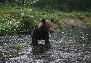 An Alaskan brown bear cub stands on a rock in a pond at Taman Safari Prigen in Pasuruan An Alaskan brown bear cub stands on a rock in a pond at Taman Safari Prigen in Pasuruan