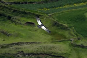 An Andean condor flies over the Colca canyon at the Colca valley in Arequipa An Andean condor flies over the Colca canyon at the Colca valley in Arequipa