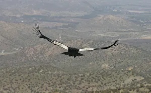 An Andean Condor flies over a garbage landfill in Til-Til An Andean Condor flies over a garbage landfill in Til-Til