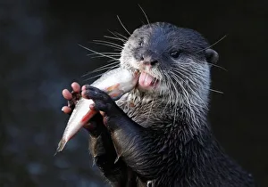 An Asian Short-clawed otter eats a fish in its enclosure at Chester Zoo in Chester An Asian Short-clawed otter eats a fish in its enclosure at Chester Zoo in Chester