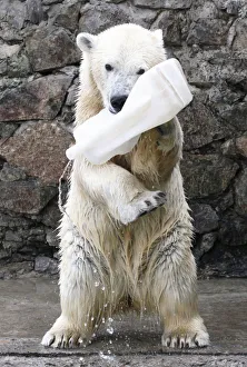Aurora plays with a plastic flask at the Royev Ruchey Zoo in Krasnoyarsk Aurora plays with a plastic flask at the Royev Ruchey Zoo in Krasnoyarsk