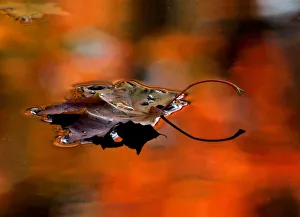 An autumn leaf drifts in a pond in one of the citys many parks in St. Petersburg An autumn leaf drifts in a pond in one of the citys many parks in St. Petersburg