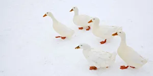 Aylesbury ducks walk on a frozen pond in Haddenam Aylesbury ducks walk on a frozen pond in Haddenam