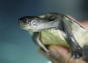 A baby Batagur turtle is displayed in Schoenbrunn Zoo in Vienna A baby Batagur turtle is displayed in Schoenbrunn Zoo in Vienna