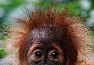 A baby orangutan looks on at the Singapore Zoo A baby orangutan looks on at the Singapore Zoo