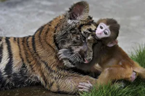 A baby rhesus macaque (Macaca mulatta) plays with a tiger cub at a zoo in Hefei A baby rhesus macaque (Macaca mulatta) plays with a tiger cub at a zoo in Hefei