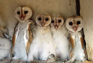 Barn owls chicks sit in a box in Israels Beit Shean Valley, near the border with Jordan Barn owls chicks sit in a box in Israels Beit Shean Valley, near the border with Jordan