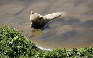 Bear Napa enjoys a bath in a pond at the Arosa Baerenland sanctuary in the mountain Bear Napa enjoys a bath in a pond at the Arosa Baerenland sanctuary in the mountain