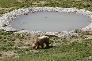 Bear Napa walks along a pond at the Arosa Baerenland sanctuary in the mountain resort of Bear Napa walks along a pond at the Arosa Baerenland sanctuary in the mountain resort of
