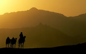 A Bedouin rides a camel in a desert near tourist resorts of Sharm el Sheikh A Bedouin rides a camel in a desert near tourist resorts of Sharm el Sheikh