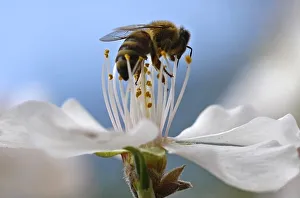 A bee collects pollen from a flower in a park in Amman A bee collects pollen from a flower in a park in Amman