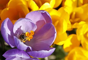 A bee collects pollen on a purple crocus in Darmstadt A bee collects pollen on a purple crocus in Darmstadt