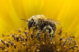 A bee collects pollen from a sunflower in Utrecht A bee collects pollen from a sunflower in Utrecht