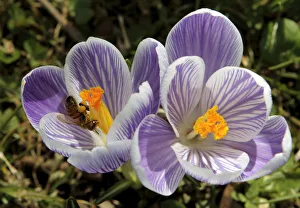 A bee feeds in a crocus on a warm day in the Botanical Garden in Geneva A bee feeds in a crocus on a warm day in the Botanical Garden in Geneva