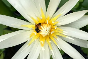 A bee is seen in a lotus flower at a garden in Bangkok A bee is seen in a lotus flower at a garden in Bangkok