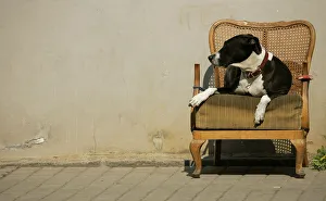 BEST QUALITY AVAILABLE A dog sits on an old chair in the sun in a street in Dresden BEST QUALITY AVAILABLE A dog sits on an old chair in the sun in a street in Dresden