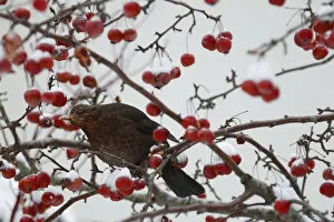 A bird eats berries on a snow-covered tree in Le Touquet A bird eats berries on a snow-covered tree in Le Touquet