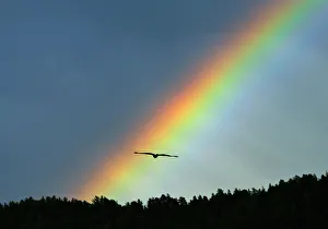 A bird flies as a rainbow arches over a Taiga foreset some 55 km (34 miles) south A bird flies as a rainbow arches over a Taiga foreset some 55 km (34 miles) south
