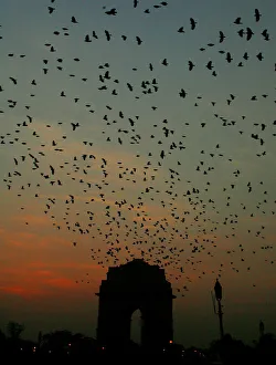 Birds fly near New Delhis India Gate at dusk Birds fly near New Delhis India Gate at dusk