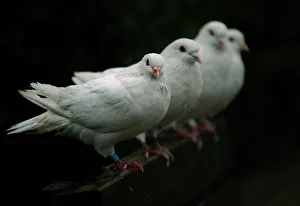 Four birds rest as it rains in Peoples Square in Shanghai Four birds rest as it rains in Peoples Square in Shanghai