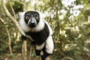 A Black and White Ruffed Lemur clings to a branch at the Monkeyland Primate Sanctuary A Black and White Ruffed Lemur clings to a branch at the Monkeyland Primate Sanctuary