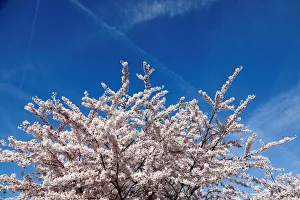 Blooming cherry trees are seen in Fontenay-sous-Bois, near Paris Blooming cherry trees are seen in Fontenay-sous-Bois, near Paris
