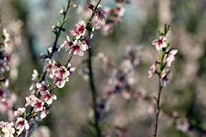 Blossoming peach trees are seen in an orchard in Melilla, on the outskirts of Montevideo Blossoming peach trees are seen in an orchard in Melilla, on the outskirts of Montevideo